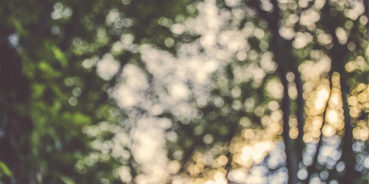 Soft blossom bokeh photograph — smooth gradients like these are where lossy formats shine and lossless formats bloat