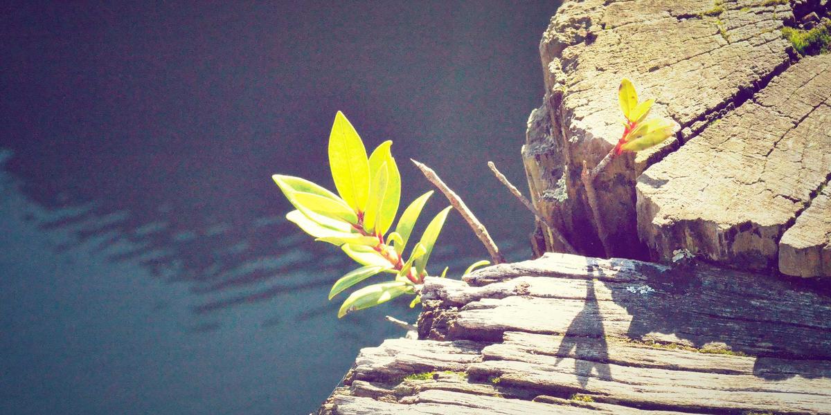 A young leaf catching purple-toned light — the local-first movement growing quietly in the background