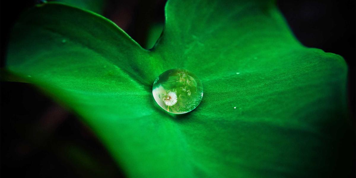 A macro photograph of a water droplet on a green leaf — precision and attention to detail in miniature